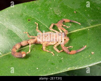 Scorpion à queue épaisse (Tityus sp.) sur une feuille la nuit dans l'Amazonie équatorienne Banque D'Images