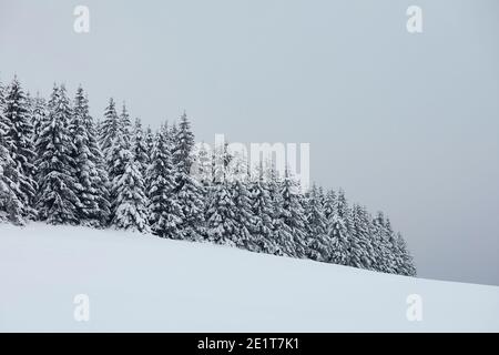 Scène d'hiver dans la forêt montagneuse pendant la journée glaciale. Arbres enneigés après blizzard, Jizera Mountains, République tchèque Banque D'Images