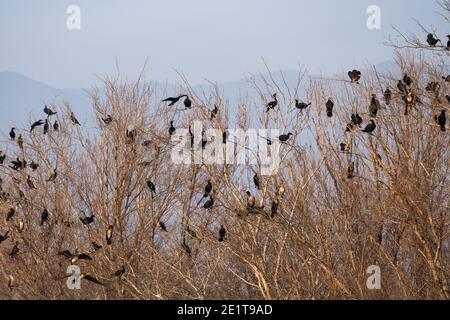 Colonie de cormorans assis sur les branches d'un arbre. Faune Banque D'Images