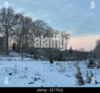 Pré d'hiver avec arbres à Bogesundslandet, entre Sandvreten et Kvarnberget, en dehors de Vaxholm, Suède Banque D'Images