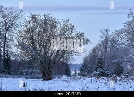 Pré d'hiver avec arbres à Bogesundslandet, entre Sandvreten et Kvarnberget, en dehors de Vaxholm, Suède Banque D'Images