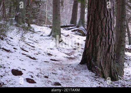 Forêt en hiver avec un peu de neige, près de Kvarnberget à Bogesundslandet, Vaxholm, Suède Banque D'Images