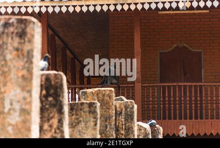 Singe langur gris à Lovamahapaya, palais d'Anuradhapura, Sri Lanka Banque D'Images