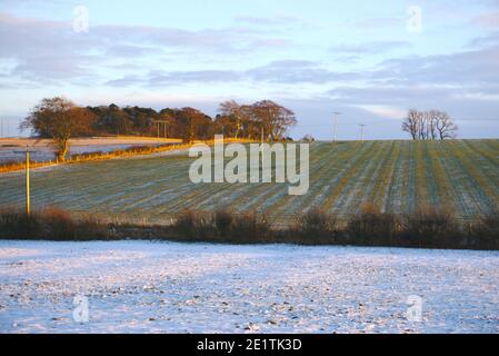 Vue sur un champ enneigé jusqu'à une colline illuminée par un coucher de soleil d'hiver, Berwickshire, Scottish Borders, Écosse, Royaume-Uni. Banque D'Images