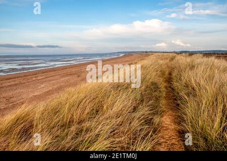 Chemin à travers l'herbe derrière la plage à Heacham, Norfolk. Banque D'Images