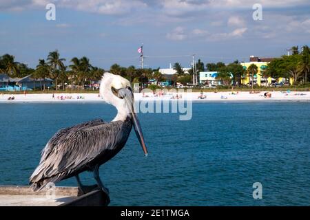 Wild Pelican en gros plan et vue sur la plage de fort Myers à l'île d'Estero en Floride ensoleillée, l'eau de mer bleue et la plage de sable blanc avec les touristes Banque D'Images