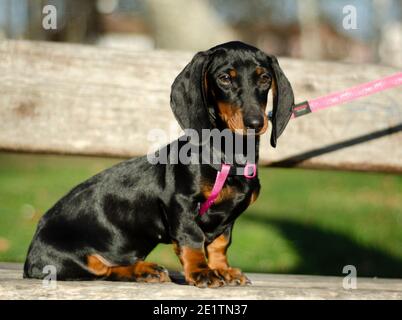 magnifique chiot de dachshund assis dans le parc sur un soleil jour Banque D'Images