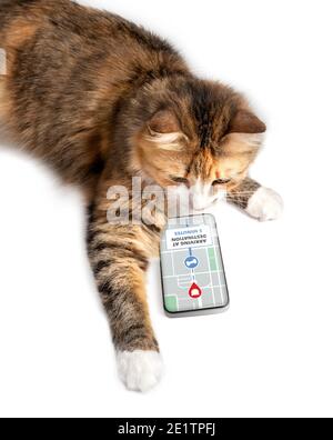 Cat utilisant l'application de livraison sur smartphone pour suivre en ligne l'ordre sur la carte routière. Concept pour le commerce électronique, le suivi des services ou les achats de livraison à domicile. Animaux de compagnie amusants Banque D'Images