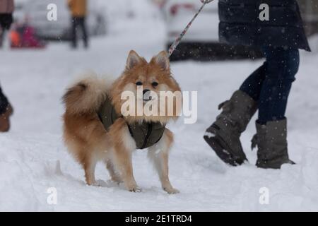 Madrid, Espagne - le 09 janvier 2021 : un petit chien en forme de coolé semble surpris par les alentours enneigés, par une journée enneigée, en raison du front froid polaire de Filomena. Banque D'Images