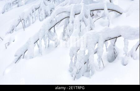 Paysage d'hiver arrière-plan, vue panoramique des branches d'arbres sous la neige dans la forêt après la chute de neige. Gros plan sur les bois enneigés. Météo, climat Banque D'Images