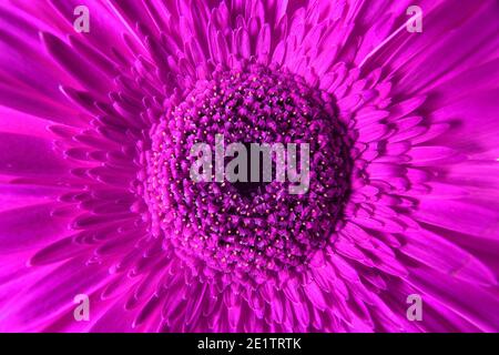 Macro photographie de la fleur de gerbera pourpre, plante naturelle fraîche gros plan. Motif floral pour fond ou papier peint, détail de fleur rose Banque D'Images