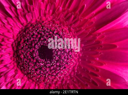 Macro photographie de la fleur de gerbera rose, plante nature fraîche de près. Motif de texture floral pour le fond ou le papier peint, détail de fleur pourpre avec Banque D'Images