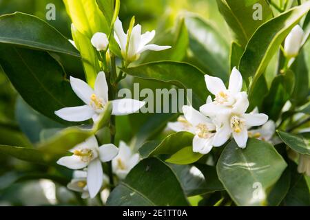 Gros plan sur les fleurs et les feuilles vertes de l'arbre orange avec lumière douce et premier petit fruit mandarin déjà visible Banque D'Images