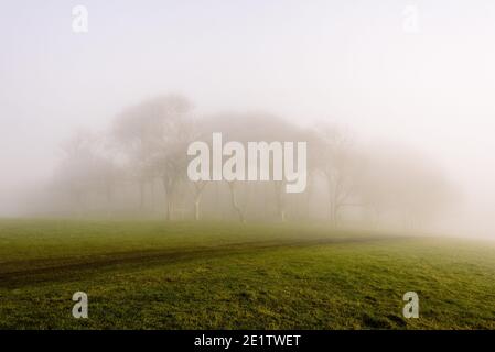 Steyning, Royaume-Uni. 09e janvier 2021. Hoar Frost couvrait des arbres dans le brouillard à l'anneau de Chanctonbury, sur la South Downs Way à Sussex photo Credit: Julia Claxton/Alamy Live News Banque D'Images