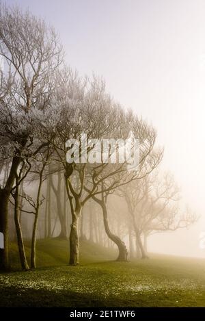 Steyning, Royaume-Uni. 09e janvier 2021. Hoar Frost couvrait des arbres dans le brouillard à l'anneau de Chanctonbury, sur la South Downs Way à Sussex photo Credit: Julia Claxton/Alamy Live News Banque D'Images