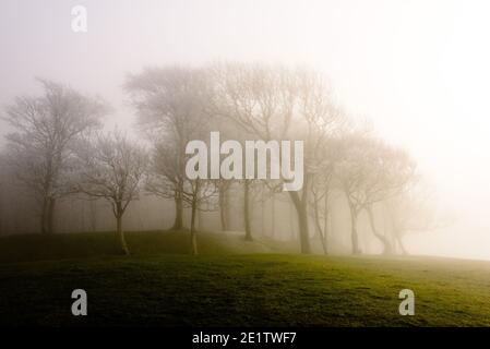 Steyning, Royaume-Uni. 09e janvier 2021. Hoar Frost couvrait des arbres dans le brouillard à l'anneau de Chanctonbury, sur la South Downs Way à Sussex photo Credit: Julia Claxton/Alamy Live News Banque D'Images