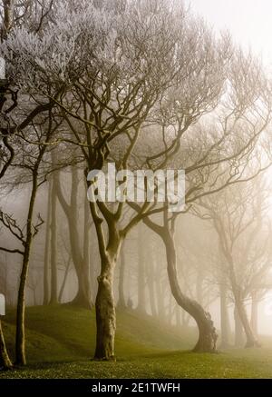 Steyning, Royaume-Uni. 09e janvier 2021. Hoar Frost couvrait des arbres dans le brouillard à l'anneau de Chanctonbury, sur la South Downs Way à Sussex photo Credit: Julia Claxton/Alamy Live News Banque D'Images