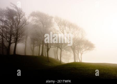 Steyning, Royaume-Uni. 09e janvier 2021. Hoar Frost couvrait des arbres dans le brouillard à l'anneau de Chanctonbury, sur la South Downs Way à Sussex photo Credit: Julia Claxton/Alamy Live News Banque D'Images