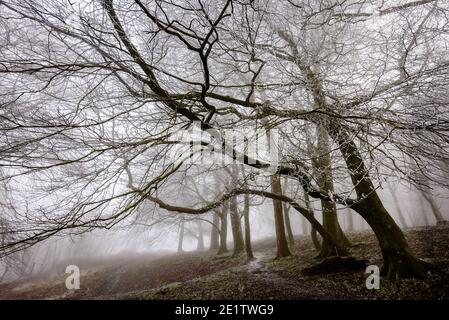 Steyning, Royaume-Uni. 09e janvier 2021. Hoar Frost couvrait des arbres dans le brouillard à l'anneau de Chanctonbury, sur la South Downs Way à Sussex photo Credit: Julia Claxton/Alamy Live News Banque D'Images