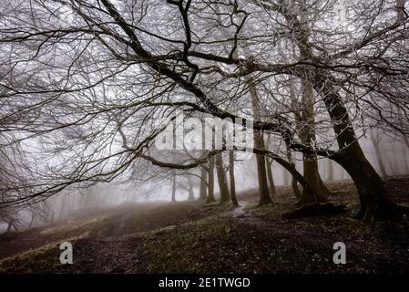 Steyning, Royaume-Uni. 09e janvier 2021. Hoar Frost couvrait des arbres dans le brouillard à l'anneau de Chanctonbury, sur la South Downs Way à Sussex photo Credit: Julia Claxton/Alamy Live News Banque D'Images