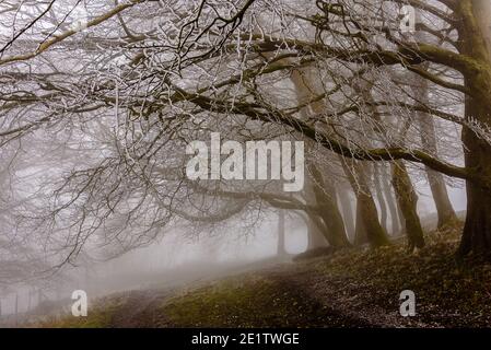 Steyning, Royaume-Uni. 09e janvier 2021. Hoar Frost couvrait des arbres dans le brouillard à l'anneau de Chanctonbury, sur la South Downs Way à Sussex photo Credit: Julia Claxton/Alamy Live News Banque D'Images