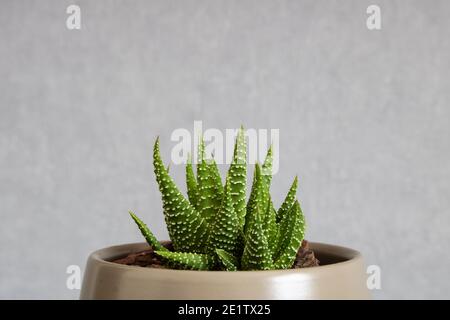 Plante succulente Tulista pumila (plante perlière) aka haworthia pumila. Gros plan d'aloès miniature centré dans le cadre, isolé sur un fond propre Banque D'Images