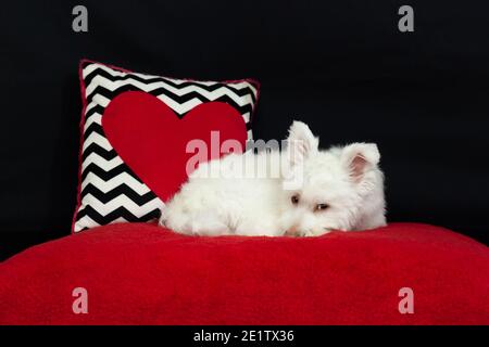 Un chien mixte blanc et moelleux se trouve sur une surface rouge avec un fond noir. Le chien est principalement Chihuahua, Spitz japonais, et Poodle standard. Banque D'Images