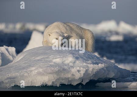 L'ours polaire repose dans le soleil de l'après-midi sur un iceberg. Océan Arctique au nord de Spitzbergen Banque D'Images