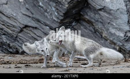 Les renards arctiques jouent sur la plage de Kings Bay, près de NY-Alesund Banque D'Images
