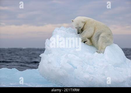 L'ours polaire repose sur un iceberg. Océan Arctique au nord de Spitzbergen Banque D'Images