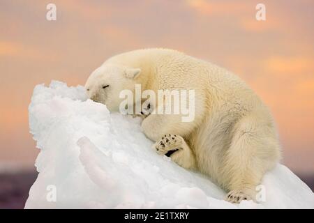 L'ours polaire repose sur un iceberg. Océan Arctique au nord de Spitzbergen Banque D'Images