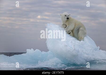 L'ours polaire repose sur un iceberg. Océan Arctique au nord de Spitzbergen Banque D'Images