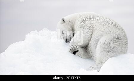 L'ours polaire repose sur un iceberg. Océan Arctique au nord de Spitzbergen Banque D'Images