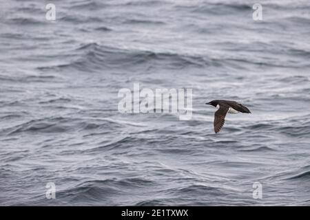 Guillemot en été plumage volant au-dessus de l'océan arctique Banque D'Images