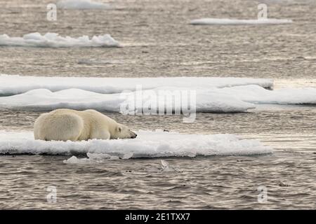 Un ours polaire adulte mature repose sur un floe de glace Banque D'Images