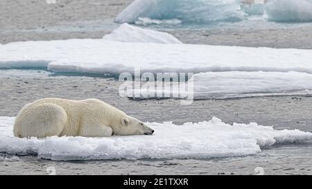 Un ours polaire adulte mature repose sur un floe de glace Banque D'Images