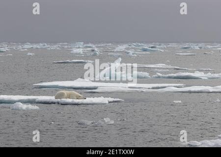 Un ours polaire adulte mature repose sur un floe de glace Banque D'Images