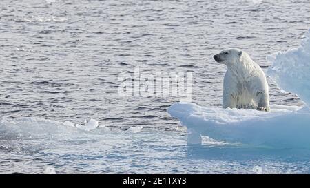 Ours polaire adulte grimpant sur une banquise dans le océan arctique au nord de Spitzbergen Banque D'Images