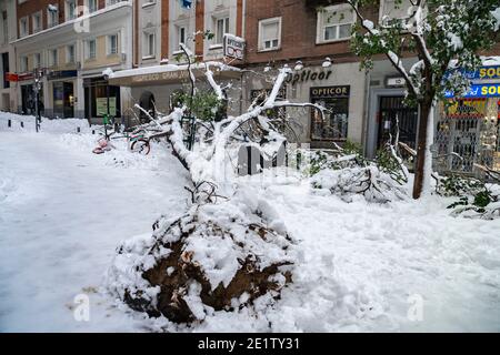 Madrid, Espagne. 09e janvier 2021. Un arbre s'effondre sous le poids de la neige et éclate un vélo électrique de location dans le centre de Madrid après la tempête Filomena a frappé plusieurs parties de l'Espagne dans la neige lourde crédit: Enrique Campo Bello/Alay Live News Banque D'Images