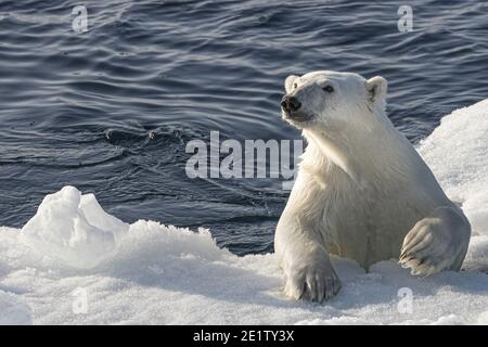 Ours polaire adulte grimpant sur une banquise dans le océan arctique au nord de Spitzbergen Banque D'Images