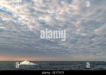 Sous un grand ciel, un ours polaire adulte seul dort sur une banquise solitaire dans l'océan arctique au nord de Spitzbergen, se reposant avant sa prochaine baignade. Banque D'Images
