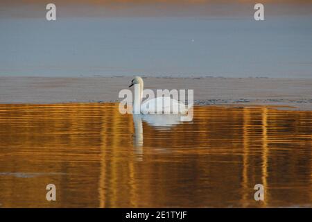 cygne sur le lac Llandrindod partiellement gelé au coucher du soleil, le coucher du soleil se reflétant dans l'eau. Janvier 2021, Powys, Mid Wales, Royaume-Uni Banque D'Images