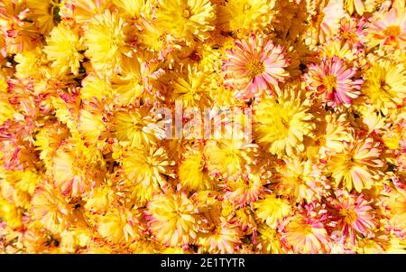 Fleurs de Marguerite. Fond floral brillant avec marguerites jaunes Banque D'Images
