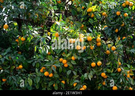 Arrière-plan avec des oranges mûres accrochées sur les branches de l'arbre orange avec des feuilles vertes Banque D'Images