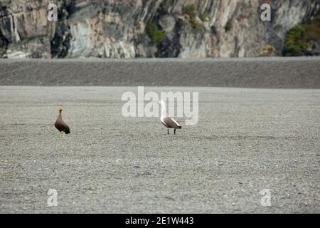 Une paire d'oies andines sur la crête de gravier d'une moraine terminale au parc national Torres del Paine, Patagonie, Chili Banque D'Images