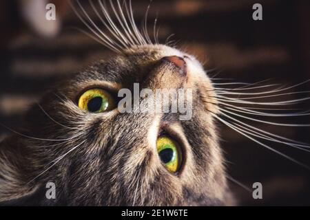 Portrait à l'envers d'un chat à yeux jaunes Banque D'Images