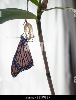 Papillon monarque (danaus plexippus) il suffit de sortir et de pendre de son cas pupal vide à laisser sécher et durcir ses ailes Banque D'Images