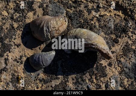 Des coquilles d'huîtres fossiles, Gryphaea spp., sont trouvées sur le site de Red Gulch Dinosaur Tracksite, sur le terrain BLM, près de Graybull et Shell, Wyoming, États-Unis Banque D'Images