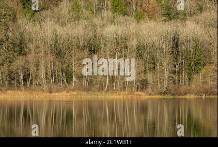 Magnifique paysage d'automne du lac avec un jaunissement des arbres et réflexion dans le lac. Mise au point sélective, photo de voyage, photo de concept automne à natur Banque D'Images