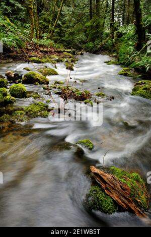 Chutes d'eau de la forêt tropicale de pluie sur l'île de Vancouver Banque D'Images